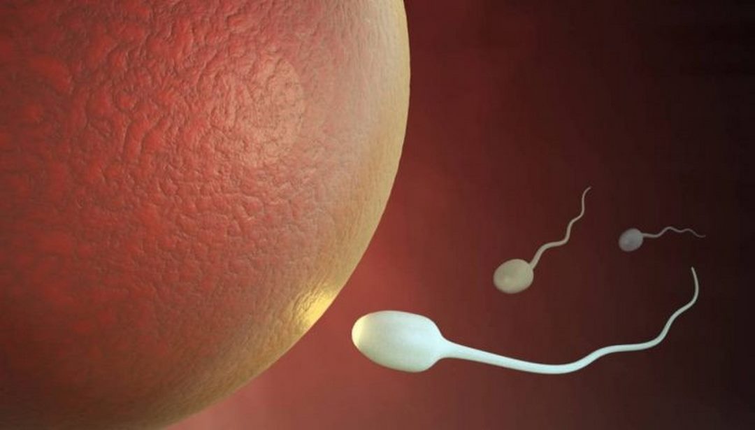 Tinh trùng kết hợp với trứng trong cơ thể nữ giới