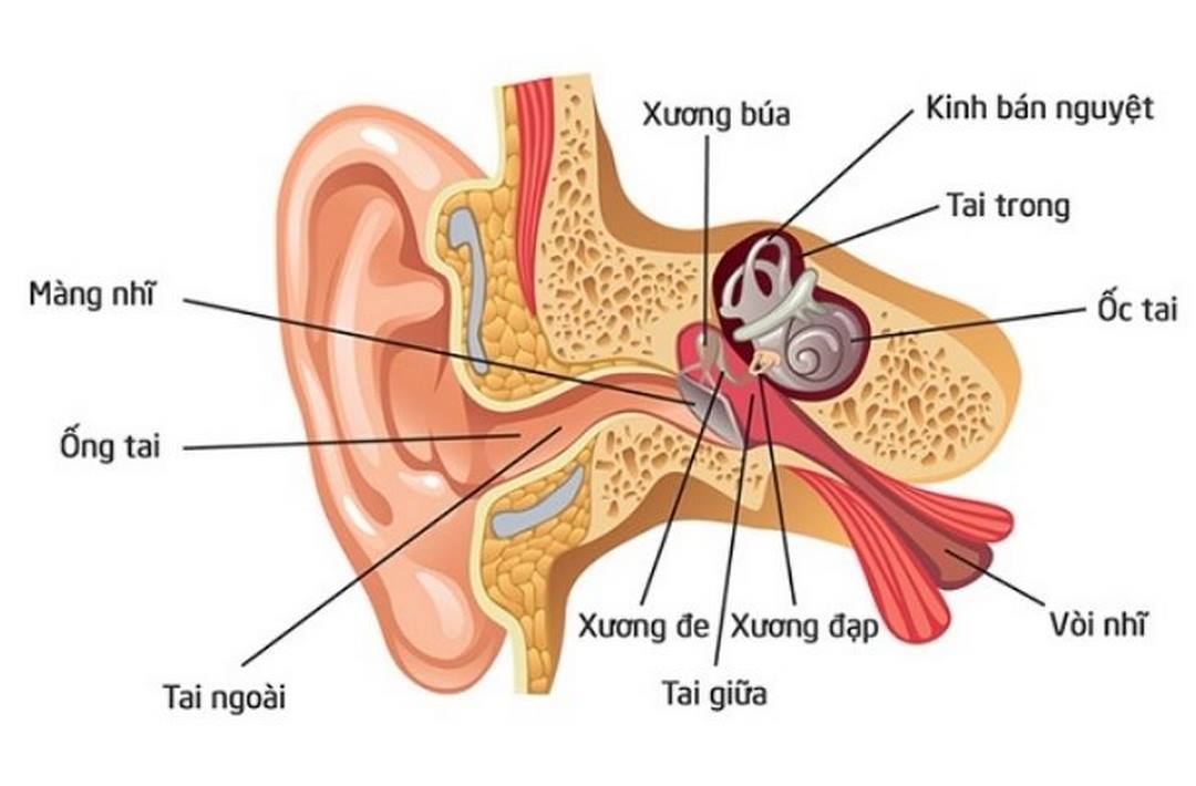 Nguyên nhân viêm tai giữa